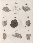 Zoologie. Polypes. Flustres.