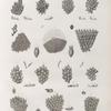 Zoologie. Polypes. Flustres.