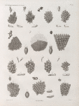 Zoologie. Polypes. Flustres.