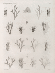 Zoologie. Polypes. Cellaires.