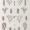 Zoologie. Polypes. Cellaires.