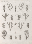 Zoologie. Polypes. Cellaires.