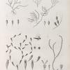 Zoologie. Polypes. Catenaires, Chlidonies, Gémellaires.