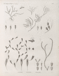 Zoologie. Polypes. Catenaires, Chlidonies, Gémellaires.
