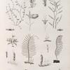 Zoologie. Polypes. Dyasmées, Plumulaires.