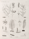 Zoologie. Polypes. Dyasmées, Plumulaires.