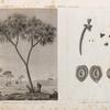 Botanique. Palmier Doum (Cucifera thebaïca). 1. VUe de palmier de la thébaïde appellé Doum; 2-6. Détails de la fructification.