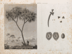 Botanique. Palmier Doum (Cucifera thebaïca). 1. VUe de palmier de la thébaïde appellé Doum; 2-6. Détails de la fructification.