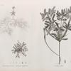 Botanique. 1. Utricularia inflexa; 2. Peplidium humifusum; 3. Cyperus dives.