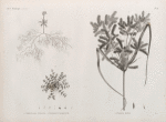 Botanique. 1. Utricularia inflexa; 2. Peplidium humifusum; 3. Cyperus dives.