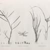 Botanique. 1. Panicum obtusifolium; 2. Cervicina campanuloides; 3. Cyperus protractus.