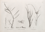 Botanique. 1. Panicum obtusifolium; 2. Cervicina campanuloides; 3. Cyperus protractus.