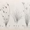 Botanique. 1. Isolepis uninodis; 2. Scirpus caducus; 3. Fimbristylis ferrugineum.