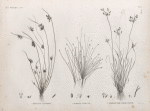 Botanique. 1. Isolepis uninodis; 2. Scirpus caducus; 3. Fimbristylis ferrugineum.