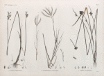 Botanique. 1.1'. Scirpus fimbrisetus; 2.2'. Andropogon annulatum; 3. Scirpus mucronatus.