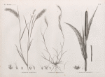 Botanique. 1. Pennisetum dichotomum; 2. Andropogon foveolatum; 3. Pennisetum typhoideum.