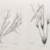 Botanique. 1. Crypsis alopecuroides; 2. Panicum turgidum.