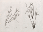 Botanique. 1. Crypsis alopecuroides; 2. Panicum turgidum.