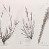 Botanique. 1. Agrostis spicata; 2. Poa ægyptiaca; 3. Poa cynosuroides.