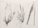 Botanique. 1. Agrostis spicata; 2. Poa ægyptiaca; 3. Poa cynosuroides.