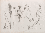 Botanique. 1. Festusa fusca; 2. Bromus rubens; 3. Dinæba ægyptiaca.