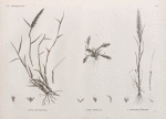 Botanique. 1. Avena arundinacea; 2. Avena forskalii; 3. Trisetaria linearis.