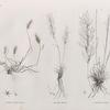 Botanique. 1. Elymus geniculatus; 2. Aristida obtusa; 3. Aristida ciliata.