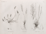 Botanique. 1. Elymus geniculatus; 2. Aristida obtusa; 3. Aristida ciliata.