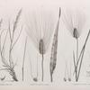 Botanique. 1. Rottbollia hirsuta; 2. Triticum sativum, turgidum; 3. Triticum sativum, pyramidale.