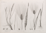 Botanique. 1. Rottbollia hirsuta; 2. Triticum sativum, turgidum; 3. Triticum sativum, pyramidale.