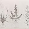 Botanique. 1. Triticum bicorne; 2. Ammannia auriculata; 3. Ammannia ægyptiaca.