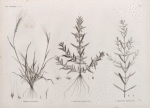 Botanique. 1. Triticum bicorne; 2. Ammannia auriculata; 3. Ammannia ægyptiaca.