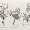 Botanique. 1. Heliotropium lineatum; 2. Lithospermum callosum; 3. Echium longifolium.