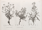 Botanique. 1. Heliotropium lineatum; 2. Lithospermum callosum; 3. Echium longifolium.