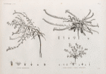 Botanique. 1. Echium prostratum; 2. Echium setosum; 3. Anchusa spinocarpos.