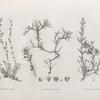 Botanique. 1. Paronychia arabica; 2.2'. Convolvulus armatus; 3. Convolvulus forskalii.