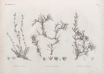 Botanique. 1. Paronychia arabica; 2.2'. Convolvulus armatus; 3. Convolvulus forskalii.