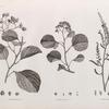Botanique. 1. Cordia myxa, en fruit; 2. Cordia myxa, en fleur; 3. Echium rawolfii.