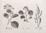 Botanique. 1. Cordia myxa, en fruit; 2. Cordia myxa, en fleur; 3. Echium rawolfii.