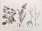 Botanique. 1. Cordia crenata; 2. Cynanchum argel; 3. Cynanchum pyrotechnicum.