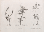 Botanique. 1. Salsola alopecuroides; 2. Salsola echinus; 3. Salsola tetrandra; 4. Caucalis tenella.