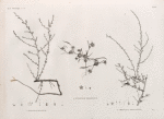 Botanique. 1. Traganum nudatum; 2. Buplevrum proliferum; 3. Cornulaca monacantha.
