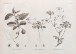 Botanique. 1. Solanum coagulans; 2. Caucalis glabra, var. minor; 3. Caucalis glabra, var. major.