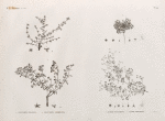 Botanique. 1. Polycarpea fragilis; 2. Polycarpea memphitica; 3. Alsine succulenta; 4. Alsine prostrata.