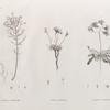 Botanique. 1.1'. Lancretia suffruticosa; 2. Statice tubiflora; 3. Statice ægyptiaca.
