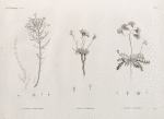Botanique. 1.1'. Lancretia suffruticosa; 2. Statice tubiflora; 3. Statice ægyptiaca.