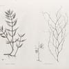 Botanique. 1.Elatine luxurians; 2.2'. Sodada decidua.
