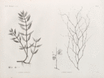 Botanique. 1.Elatine luxurians; 2.2'. Sodada decidua.
