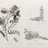 Botanique. 1. Cassia acutifolia; 2. Fagonia mollis; 3. Zygophyllum decumbens.