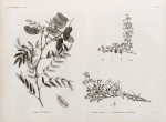 Botanique. 1. Cassia acutifolia; 2. Fagonia mollis; 3. Zygophyllum decumbens.